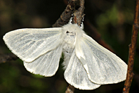 Leucoma salicis Leucoma salicis